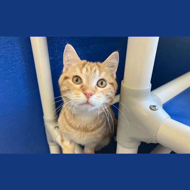 Photo of Rusty