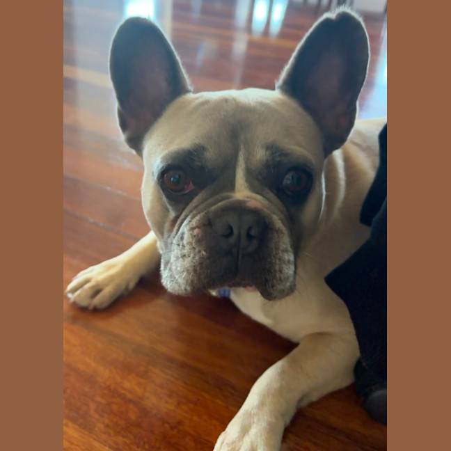 Photo of Boo   5 Year Old French Bulldog