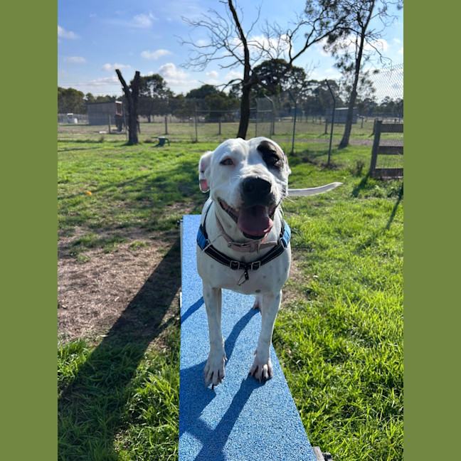 Photo of Daisy