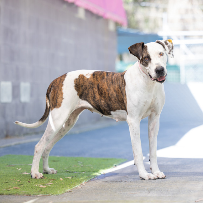 Photo of Roxy