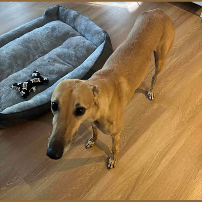 Photo of Kashi, The Greyhound Queen 👑