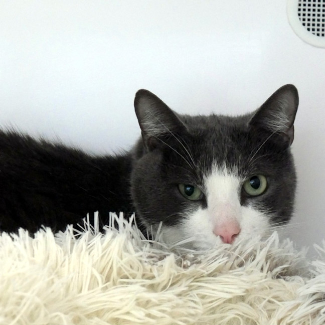 Photo of Jonny Sua014417