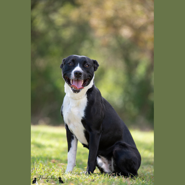 Photo of Lucky