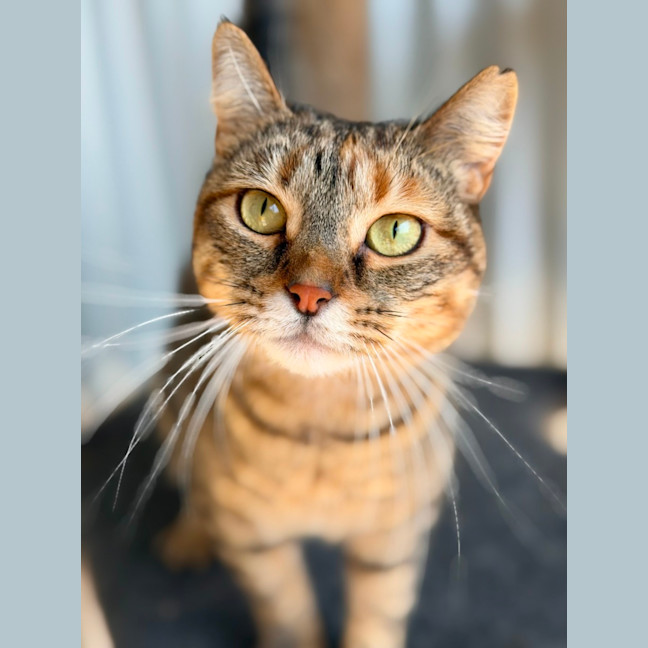 Photo of Zelda
