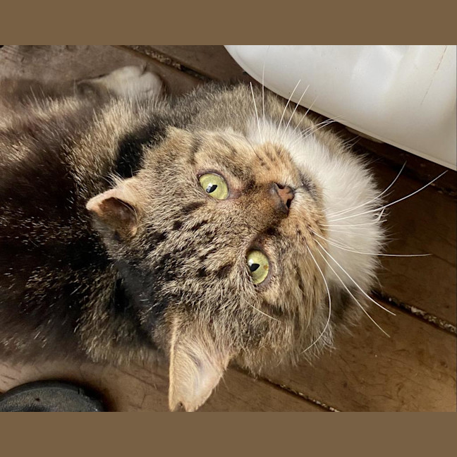 Photo of Bartholomew Ragamuffin