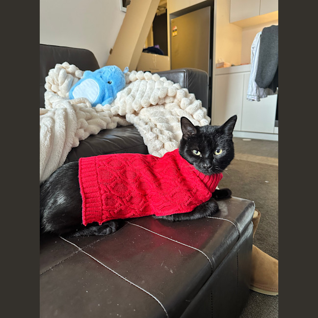 Photo of Paddington
