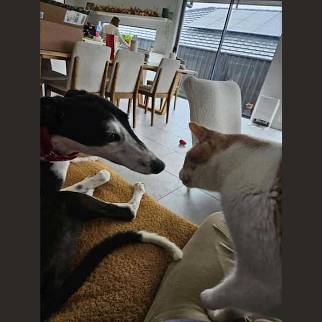 Photo of Betsy, The Cat Friendly Greyhound