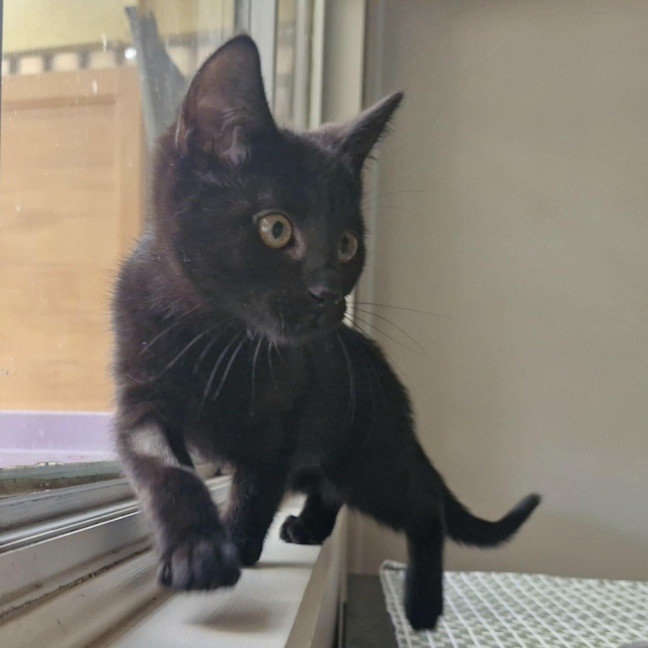 Photo of Minerva   Located In Wallan