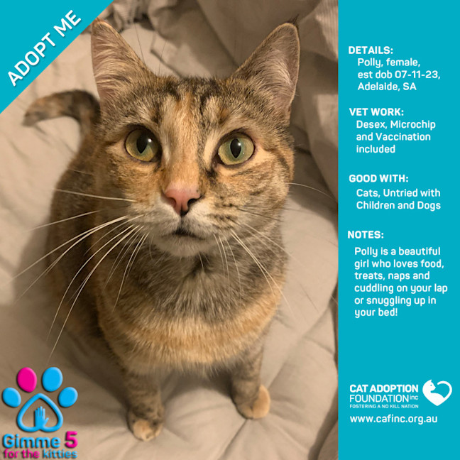 Photo of Polly Just $39 Limited Time!