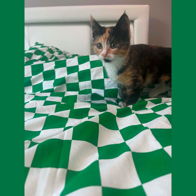 Photo of Mabel