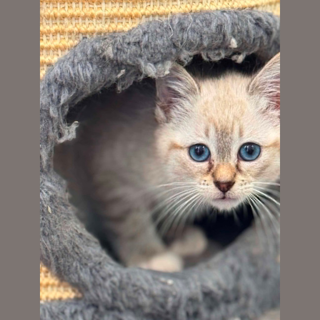 Photo of Wilbur 