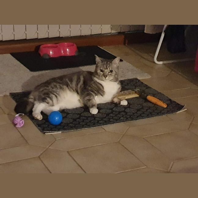 Photo of Cfa (Seefa)