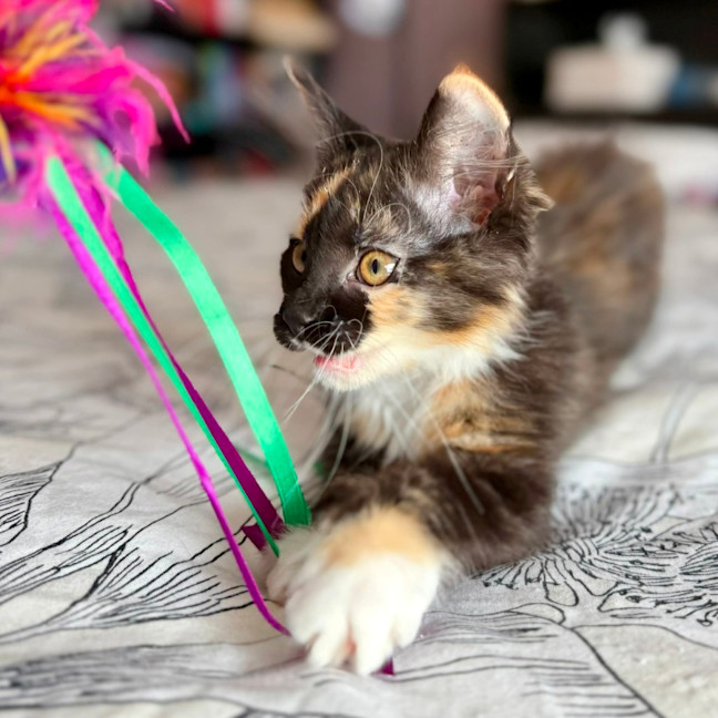 Photo of Isobel   In Foster Care In Templestowe