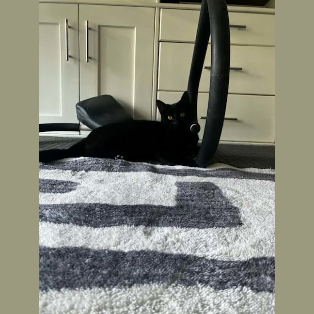 Photo of Sapphire *9 Lives Project Rescue*
