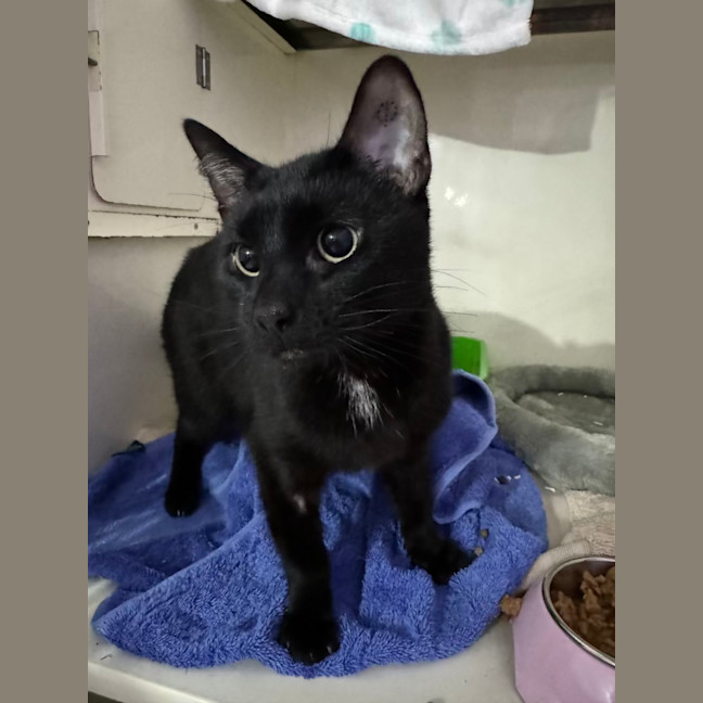 Photo of Cindo   4 Year Old Domestic Short Hair