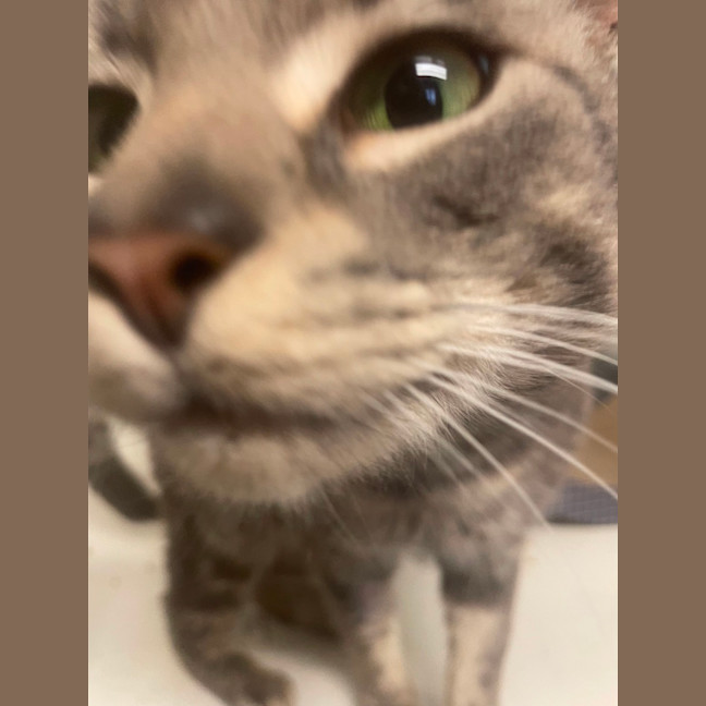 Photo of Smokey