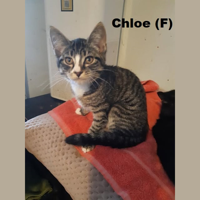 Photo of Chloe