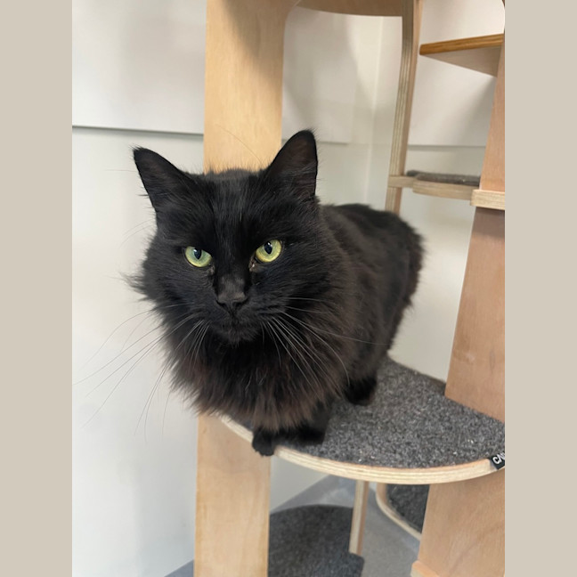 Photo of Bella( Bonded To Cleo)
