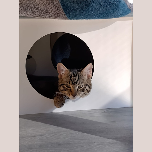 Photo of Rex