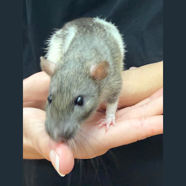 Photo of Ratthew
