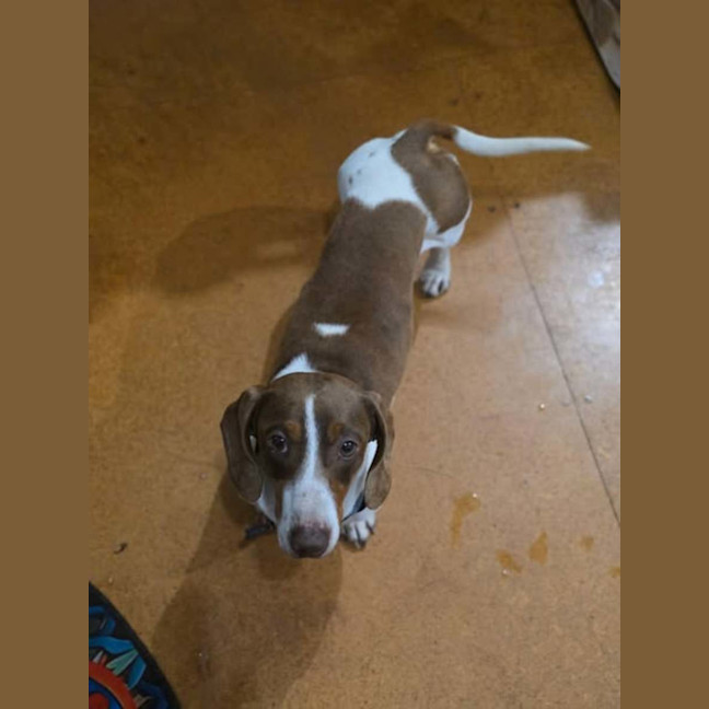 Photo of Dexter