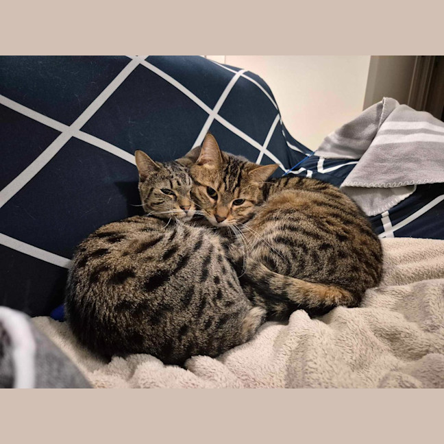 Photo of Tequila / Jaeger