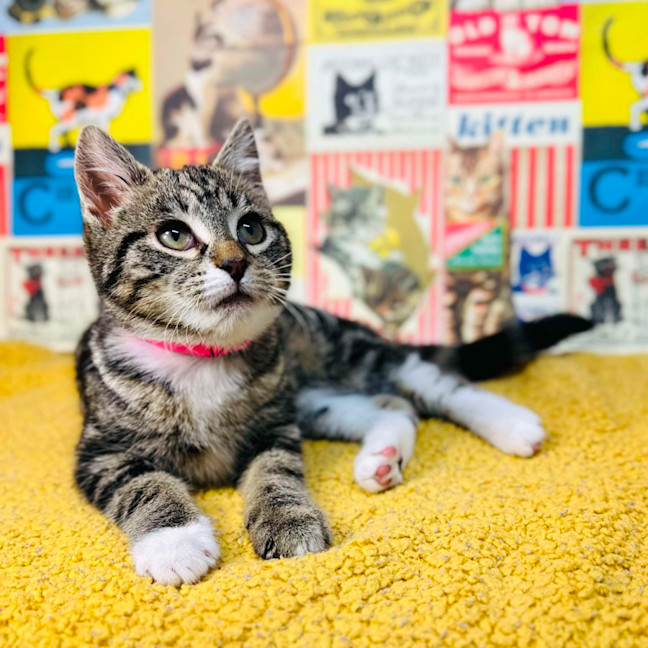 Photo of Sundae   Located In Preston 