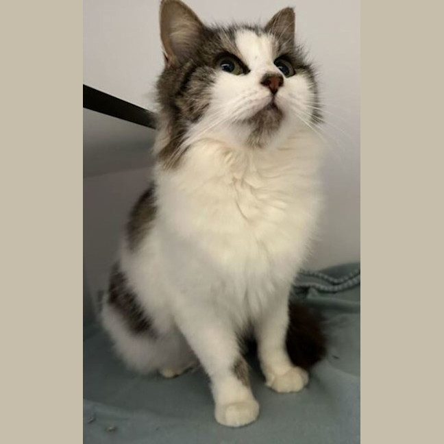 Photo of Vespera Brissy 