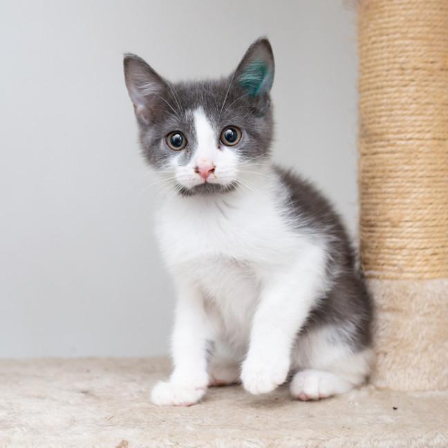 Photo of Teeny Weeny