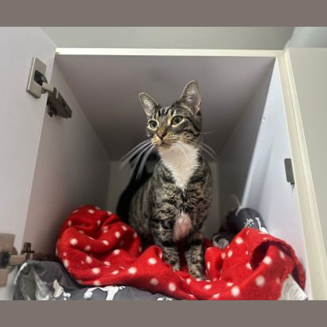 Photo of Teddy Boy La Croix
