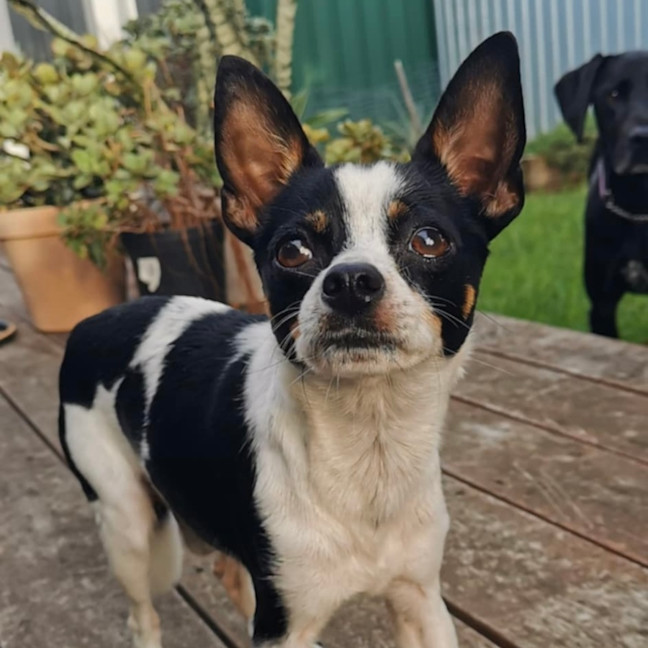 Photo of Oreo 🎾