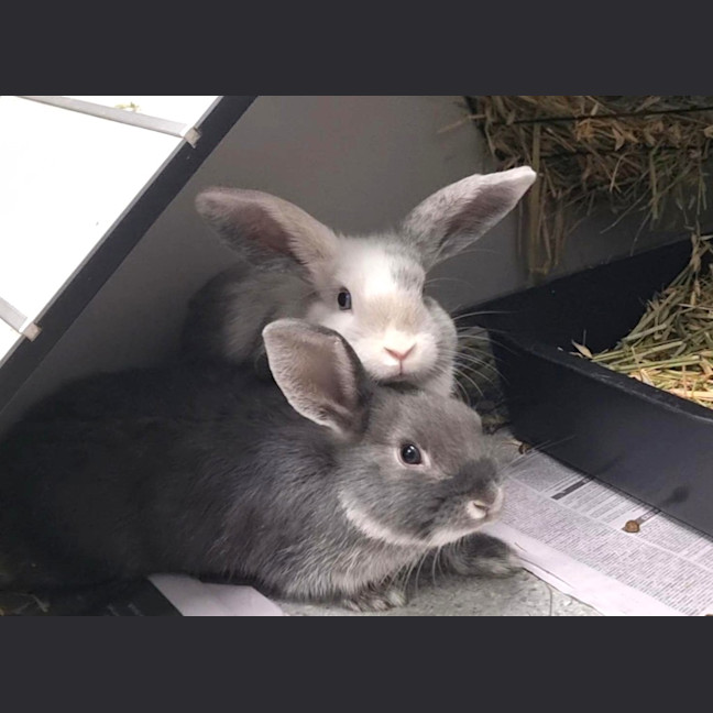 Photo of Marshmallow (Now  Martin)