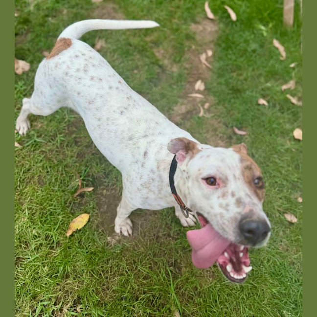 Photo of Daisy   2 Year Old Bull Arab X