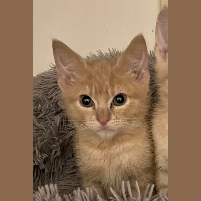 Photo of Whethers Original 