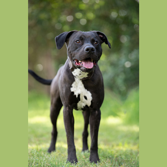 Photo of Bronson
