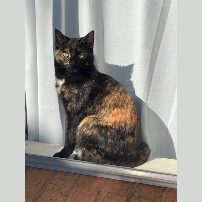 Photo of Heidi Meet Me At Petstock Chelsea Store