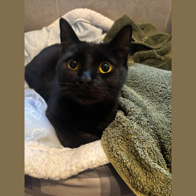 Photo of Jett