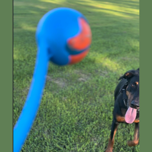 Photo of Ms Z Von Dobermann