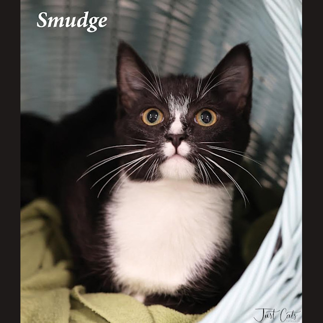 Photo of Smudge   Burnie