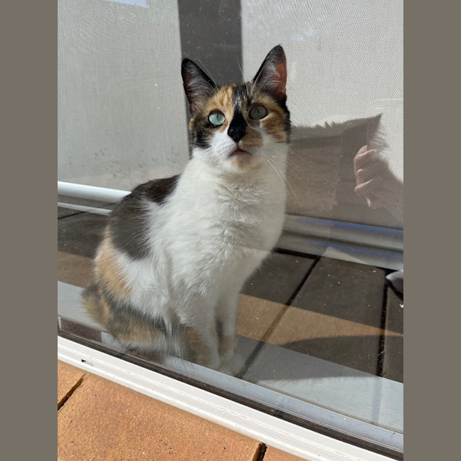 Photo of Missy