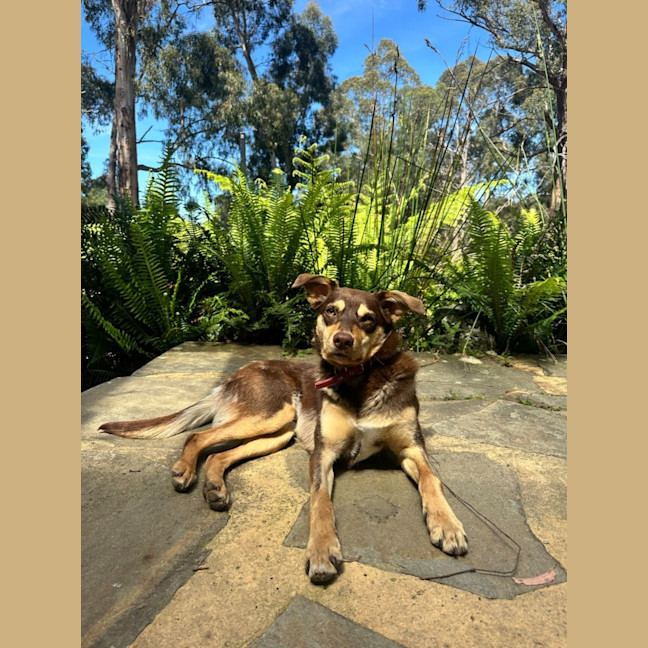 Photo of Maple