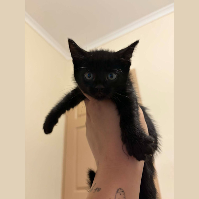 Photo of Pickles