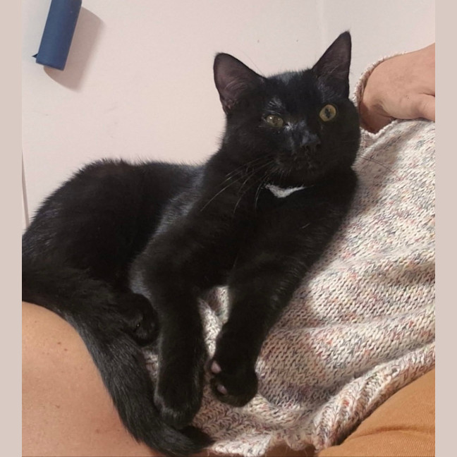 Photo of Onyx (8945)