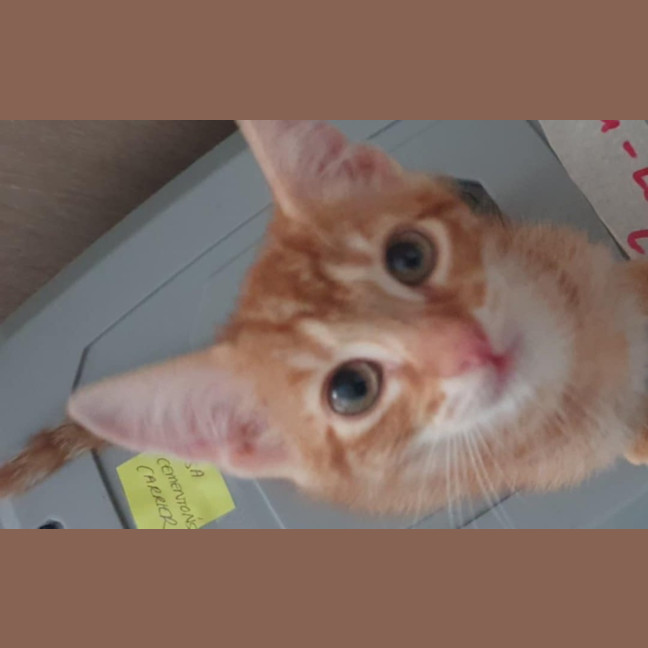 Photo of Lemon & Lime 