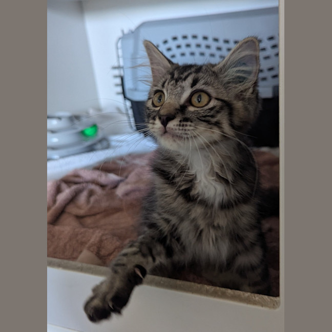 Photo of Seaberry Delight