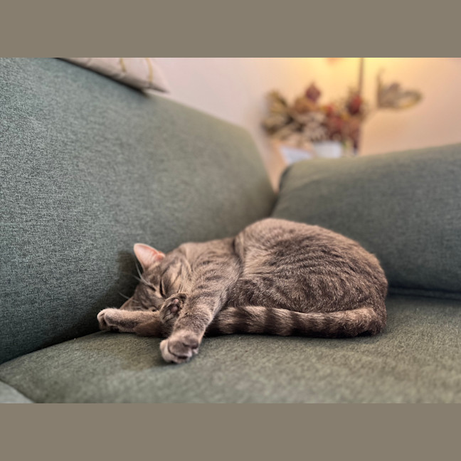 Photo of Roxy
