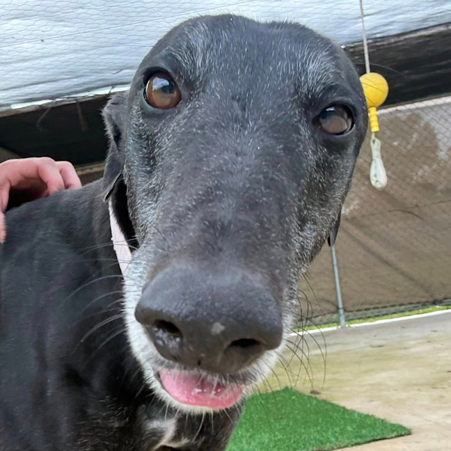 Photo of Jadzia The Greyhound