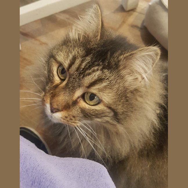 Photo of Whiskas