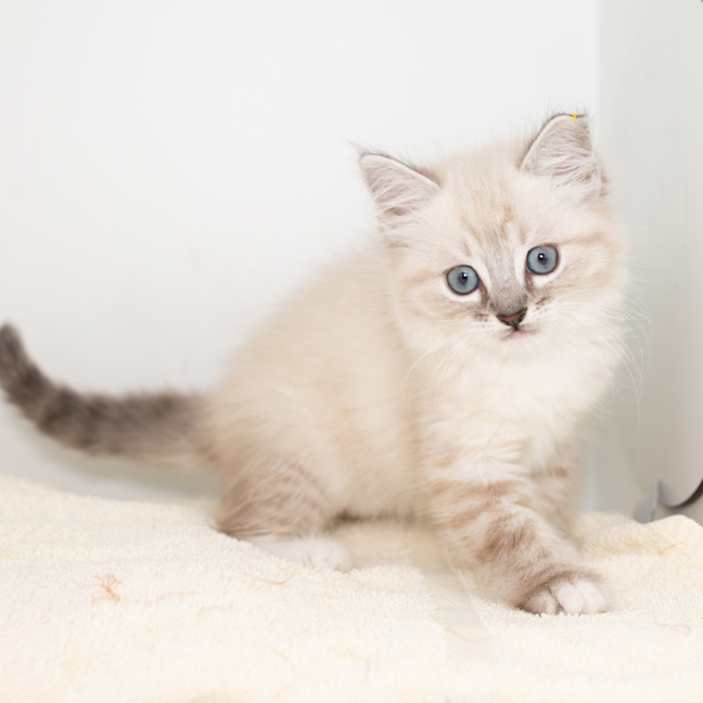 Photo of Burrito