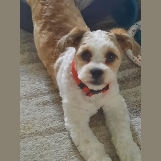 Photo of Charlie Choo (Was Kampari)